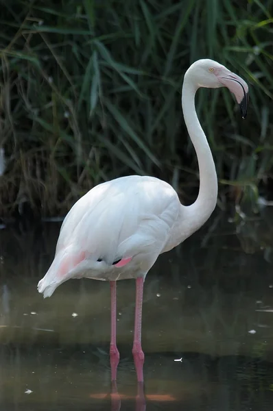 Flamingo 01 — Fotografia de Stock