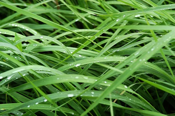 Grass 2 — Stock Photo, Image