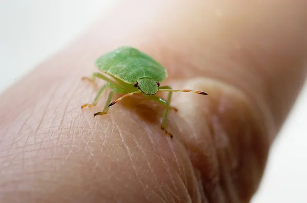 Зелёный жук 01 — стоковое фото