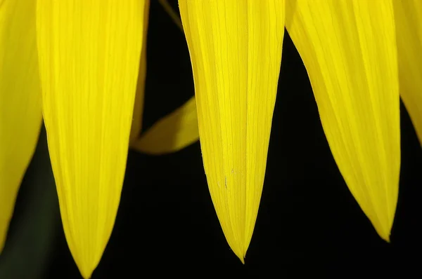 Sunflower 2 — Stockfoto