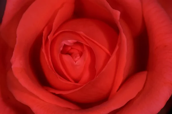 1 rose — Photo