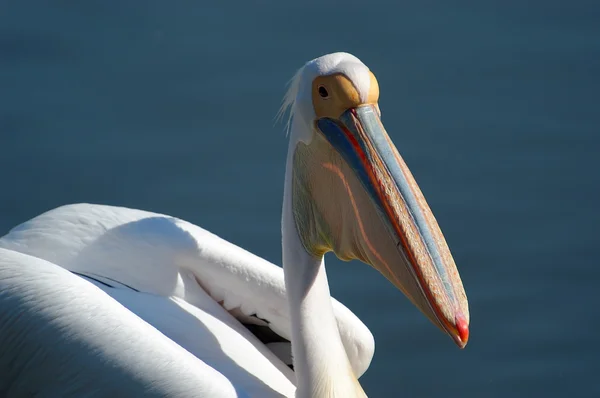 Pelican 02 — Fotografie, imagine de stoc