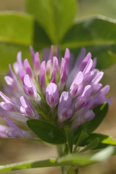 stock image Meadow clover 01