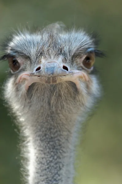 Ostrich 02 — Stock Photo, Image