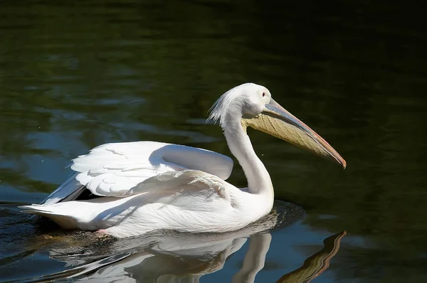 Pelicano 01 — Fotografia de Stock