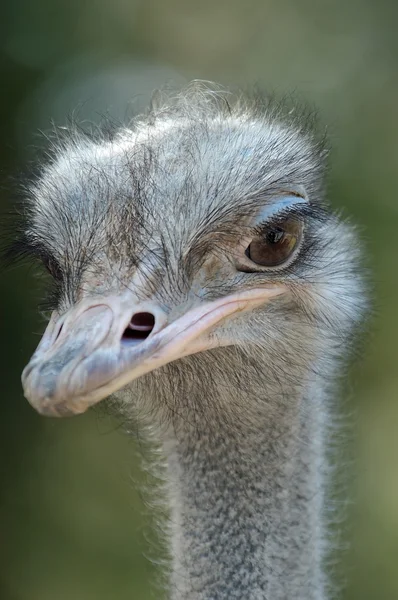 stock image Ostrich 01