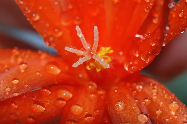 Punainen kukka 2 — kuvapankkivalokuva
