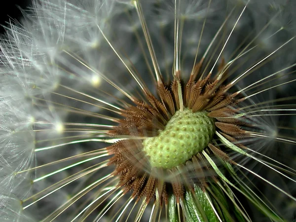 stock image Dandelion 6