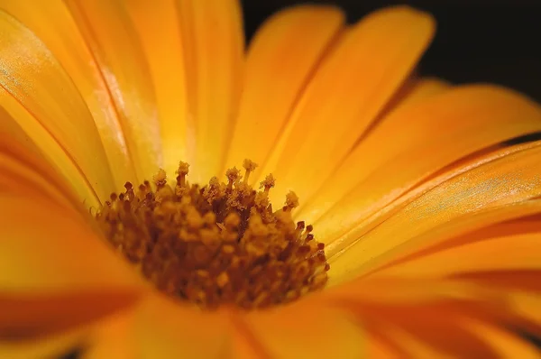 Kadife çiçeği 9 — Stok fotoğraf