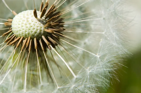 stock image Dandelion