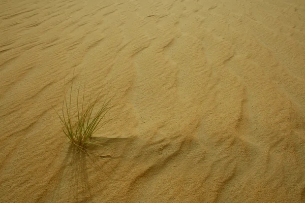 Рослина в пустелі — стокове фото