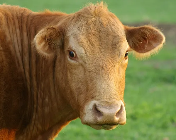 Retrato de vaca — Foto de Stock