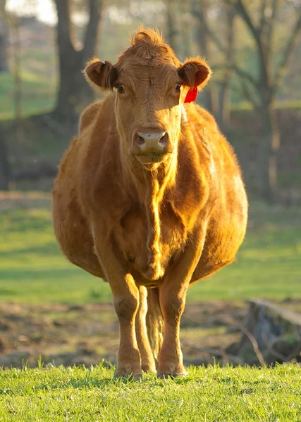Vaca gorda fotos de stock, imágenes de Vaca gorda sin royalties |  Depositphotos