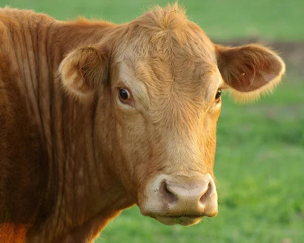 Cow Portrait Stock Image