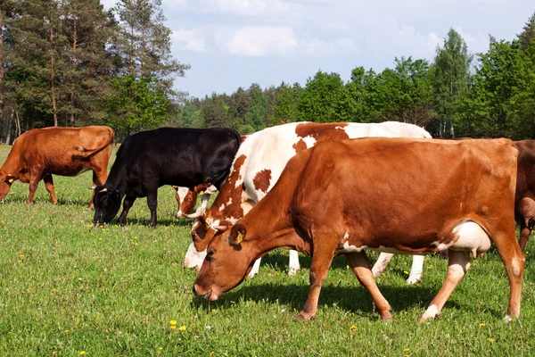 Kühe auf einem Feld lizenzfreie Stockfotos