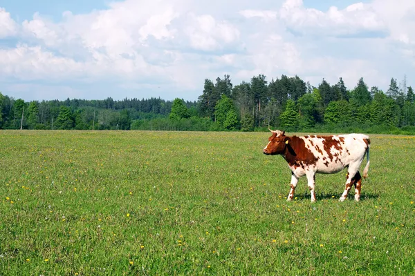 Koe op het veld Stockfoto