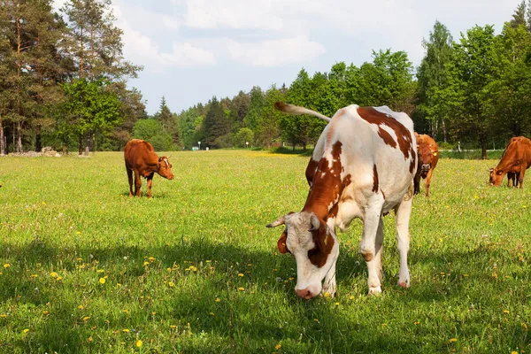 Kahverengi beyaz inek, sığır — Stok fotoğraf