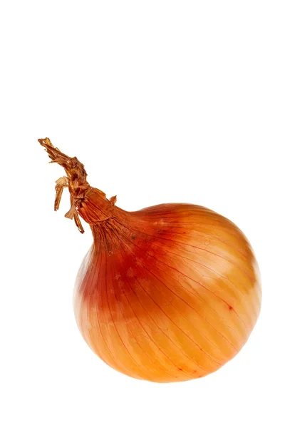 Onion bulb. — Stock Photo, Image