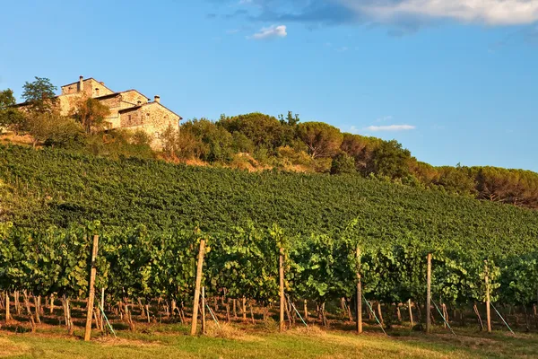 Тоскана, виноградник на холме . — стоковое фото