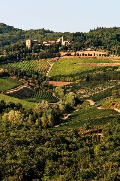 En kulle med vinodlingar — Stockfoto