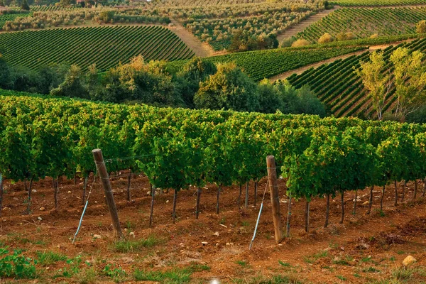 Een wijngaarden. — Stockfoto