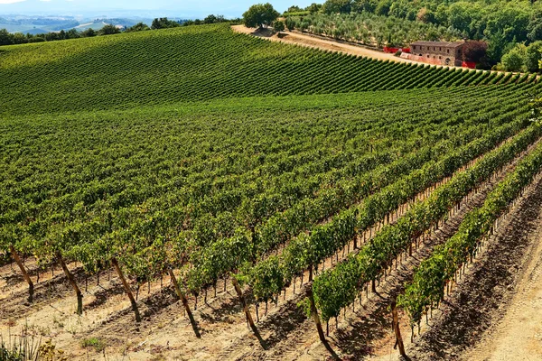 Een wijngaard. — Stockfoto
