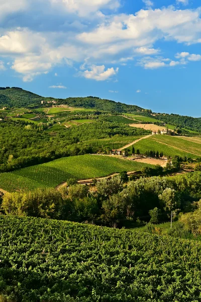 Heuvel met wijngaarden. — Stockfoto
