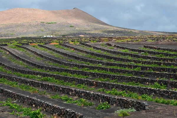 Vulkanische bodem wijngaard, lanzarote. — Stockfoto