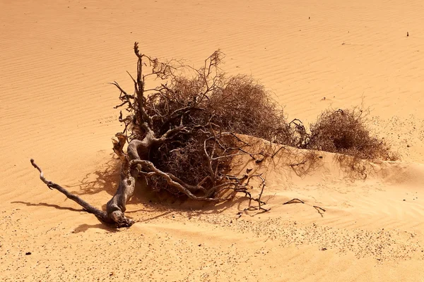 A sivatagi száraz root. — Stock Fotó