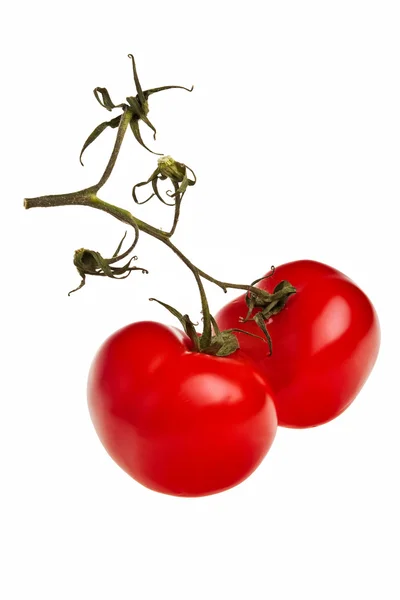 Dwa pomidory na gałązka. — Zdjęcie stockowe