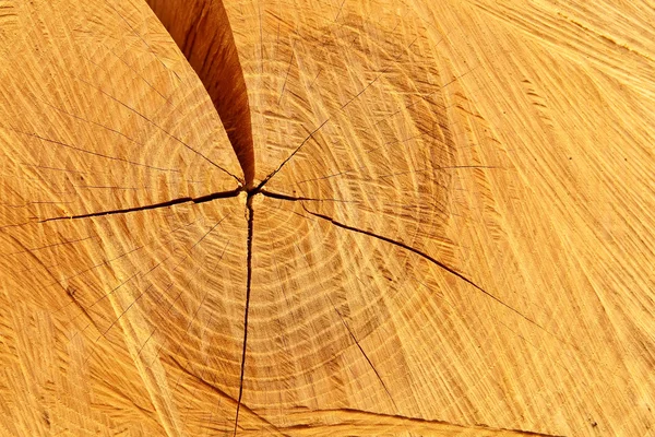 Pine-tree trunk cross-section. — Stock Photo, Image