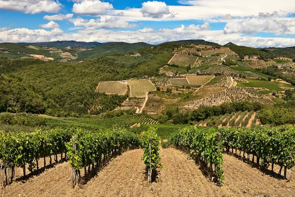 Wijngaarden en olijfbomen plantages. — Stockfoto