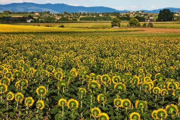 Zonnebloemen plantage in Toscane. Rechtenvrije Stockafbeeldingen