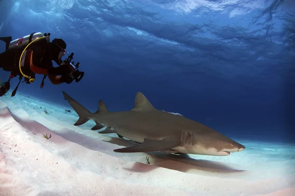 Buceador con tiburón limón — Foto de Stock