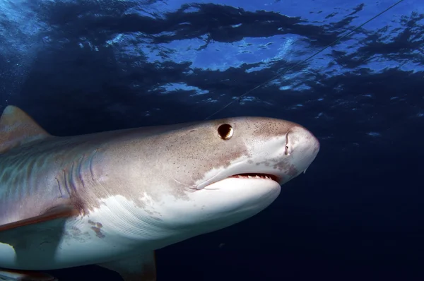 老虎滩的鲨鱼 — 图库照片