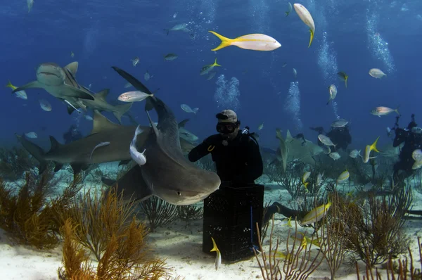 タイガー ビーチのサメ — ストック写真