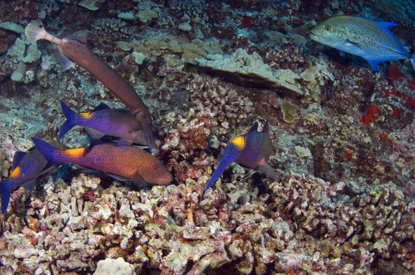 Vida marinha em Maui — Fotografia de Stock
