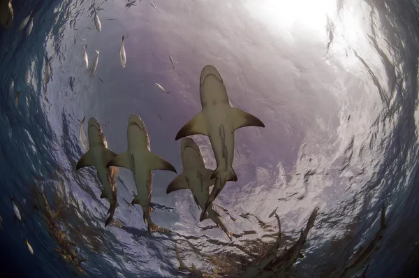 Tubarões da Praia do Tigre Fotografia De Stock