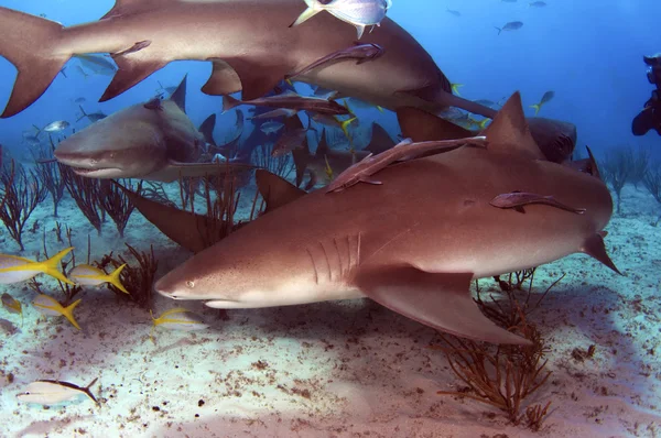 Tubarões-limão Fotografias De Stock Royalty-Free