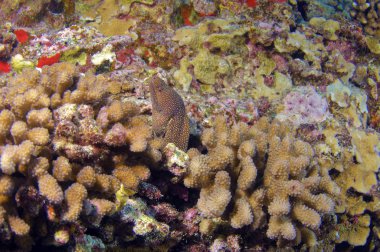 Snoflake Moray