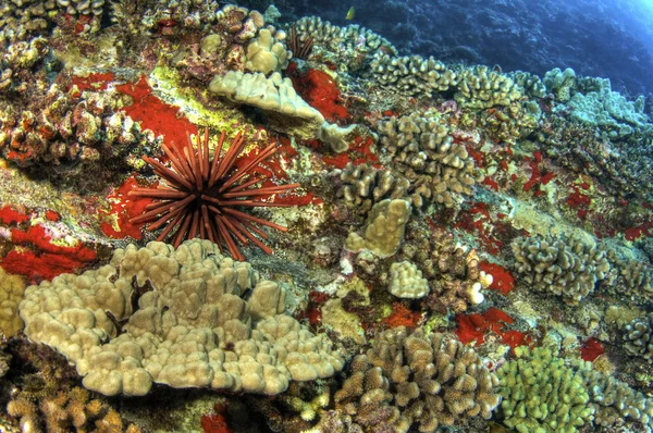 Schiefer Bleistift Seeigel auf Korallenriff — Stockfoto