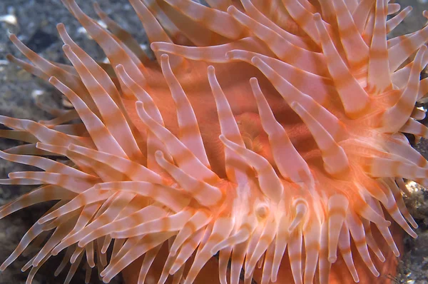 Geschilderde anemone — Stockfoto