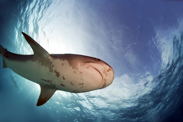 Kaplan köpek balığı — Stok fotoğraf