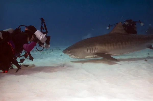 Dykare med tiger shark — Stockfoto