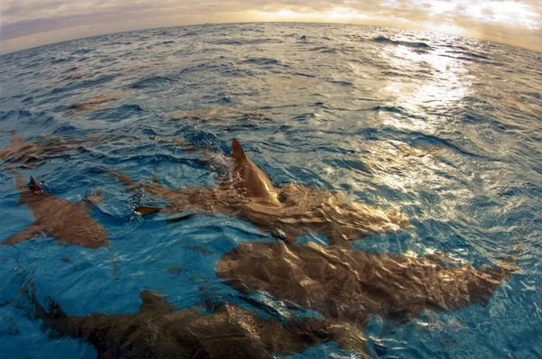 Tiburones en la puesta del sol — Foto de Stock