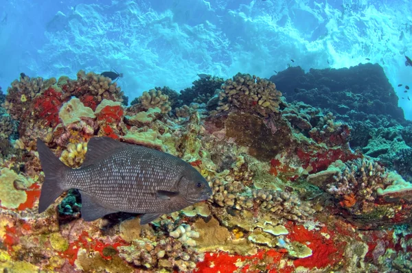 Hawaiianisches Korallenriff — Stockfoto