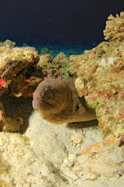 A yellow margin moray eel inspection his surroundings from his den — Stock Photo, Image