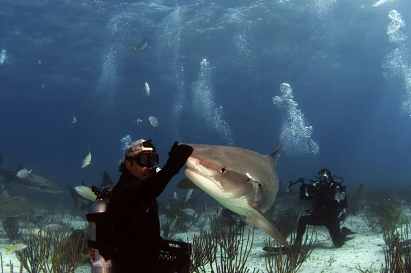 En dykare som interagerar med en tiger haj. — Stockfoto