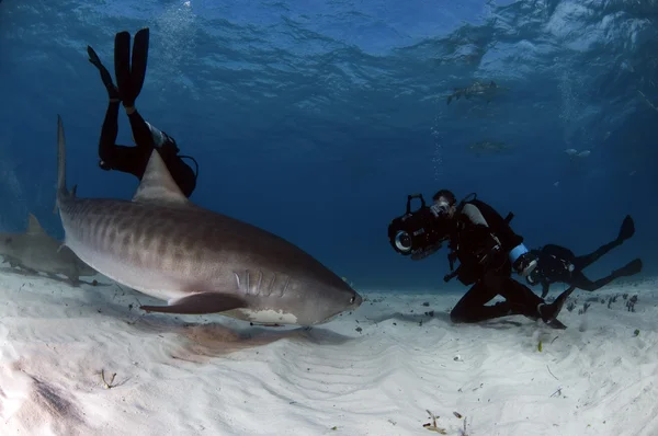 Tubarão tigre e mergulhador — Fotografia de Stock