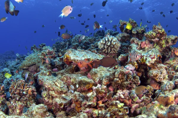 Южно-Тихоокеанский риф — стоковое фото
